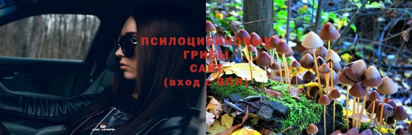 стаф Алзамай