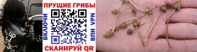 Псилоцибиновые грибы Magic Shrooms  Бакал 